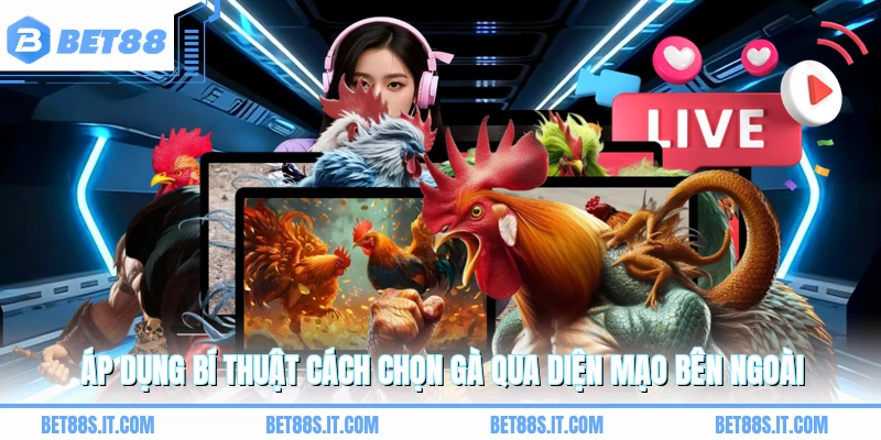 Áp dụng bí thuật cách chọn gà qua diện mạo bên ngoài